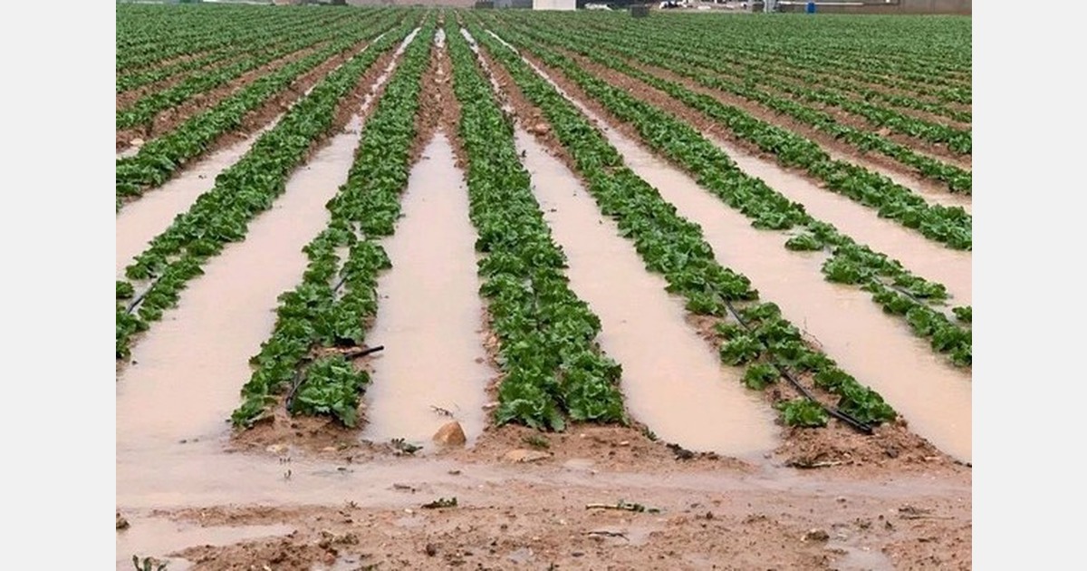 Leafy crops damaged by heavy rain and hail in the Spanish province of Almeria
