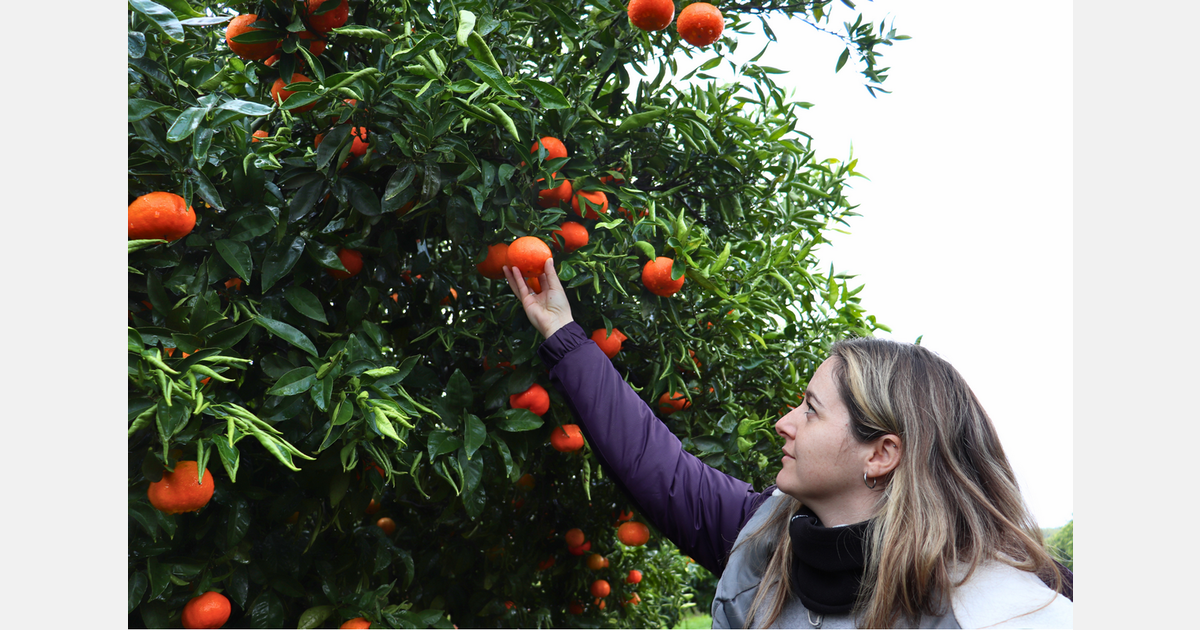 "We are starting the Nova mandarin harvest, which is producing fewer volumes"