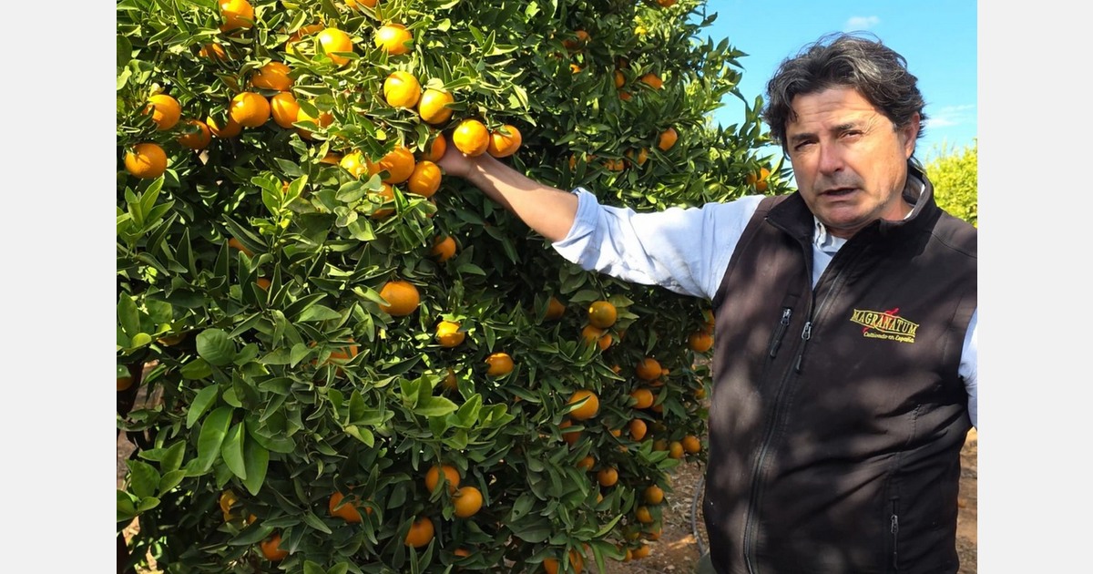 "Valley Gold is gaining traction in Spain thanks to its high production volumes and appealing commercial window"