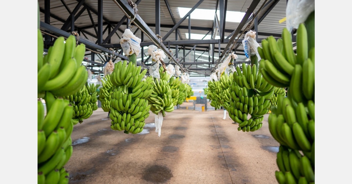 Fusarium TR4 phytosanitary alert in Ecuador triggers emergency protocols in the banana sector