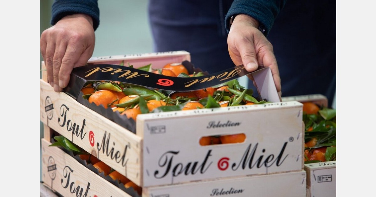 "In the first part of the season, we need varieties that adapt to the new climatic conditions"