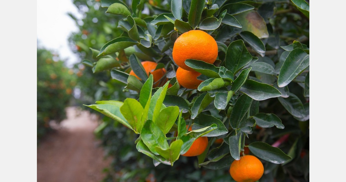 Peruvian fruit exports grow by 13%