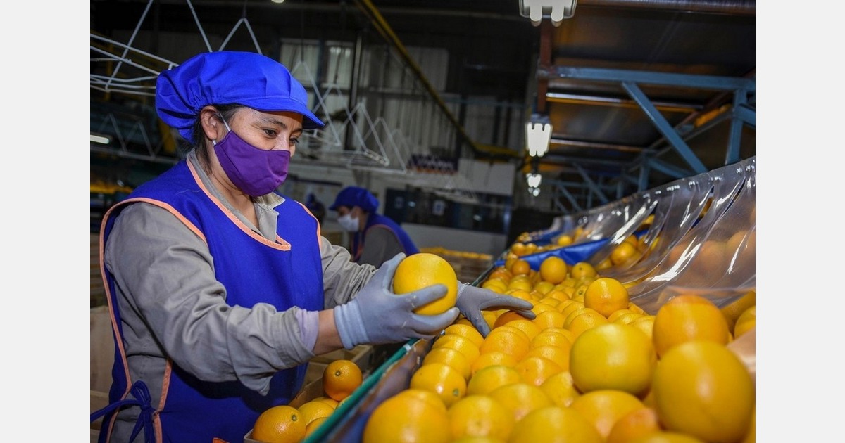 Argentina bets on juice and reduces logistical risk in the citrus business