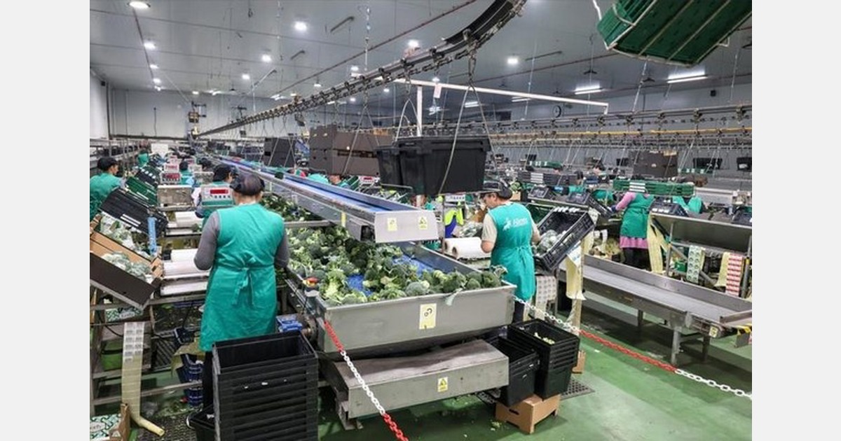 Limited supply of brassicas, lettuce and artichokes in south-eastern Spain due to constant rains