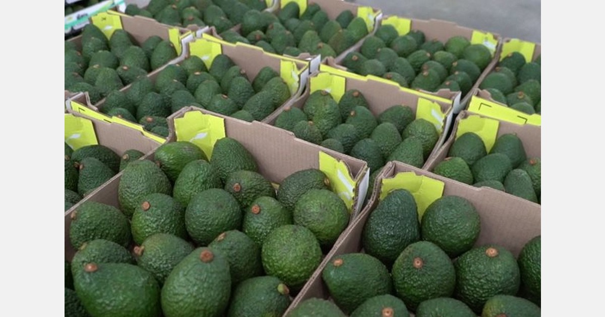Uruguay opens to Colombian avocados
