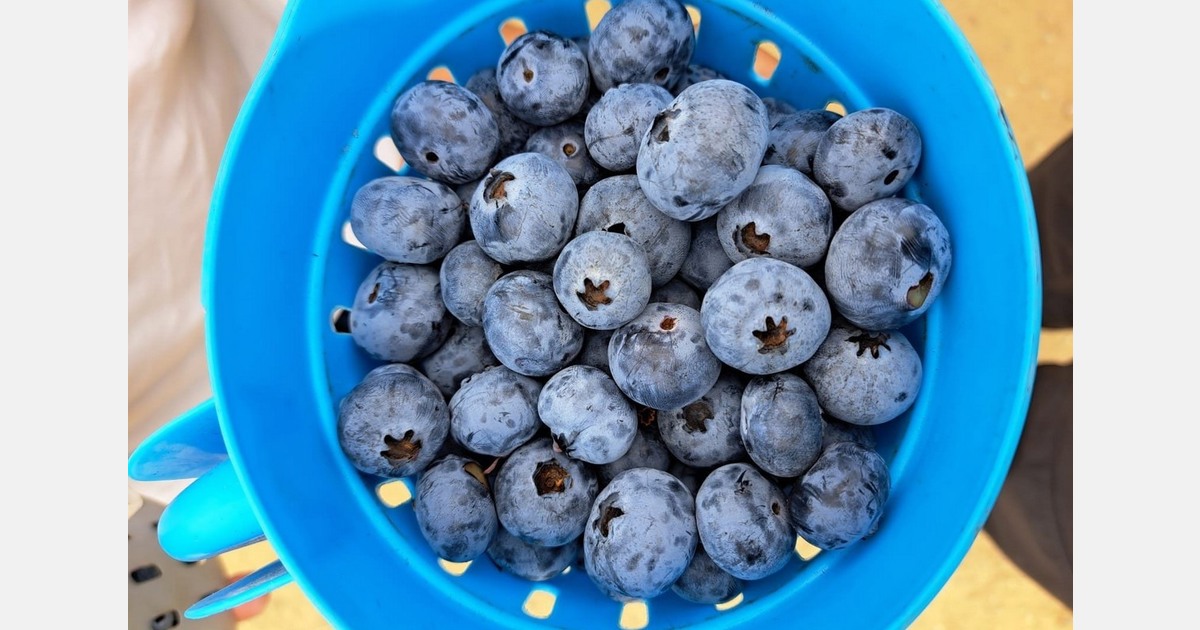Greater volume and more competition in 2025/26 Peruvian blueberry season