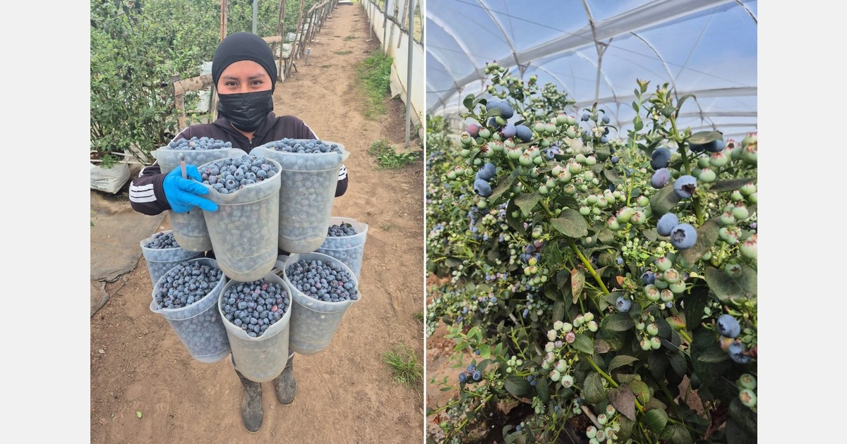 "How can we compete if Peruvian blueberries are imported at 3 dollars per kilogram?"