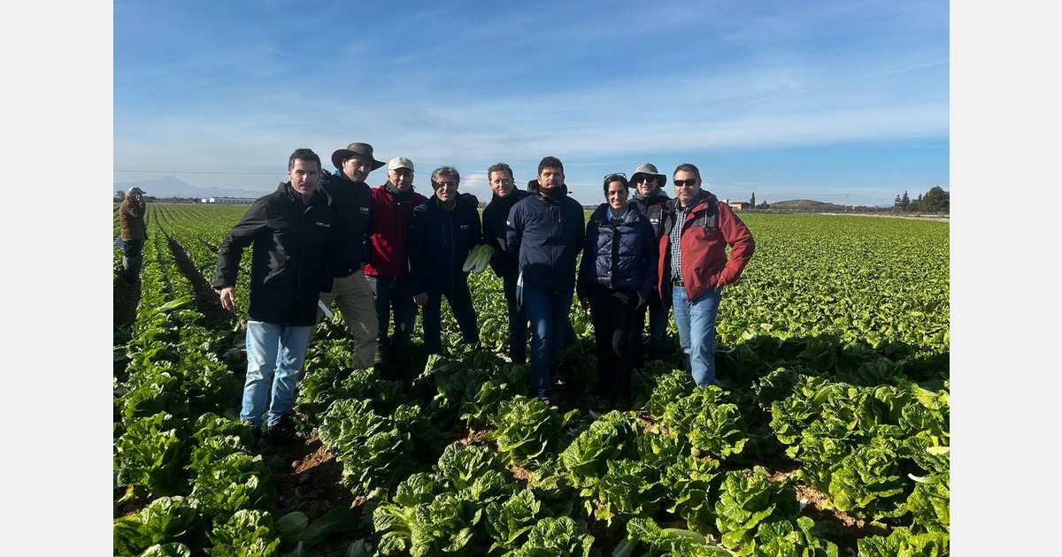 BASF Nunhems showcases iceberg and romaine lettuce performance