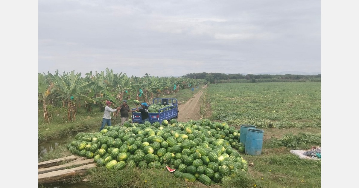 Piura rotates its organic banana with watermelon crops