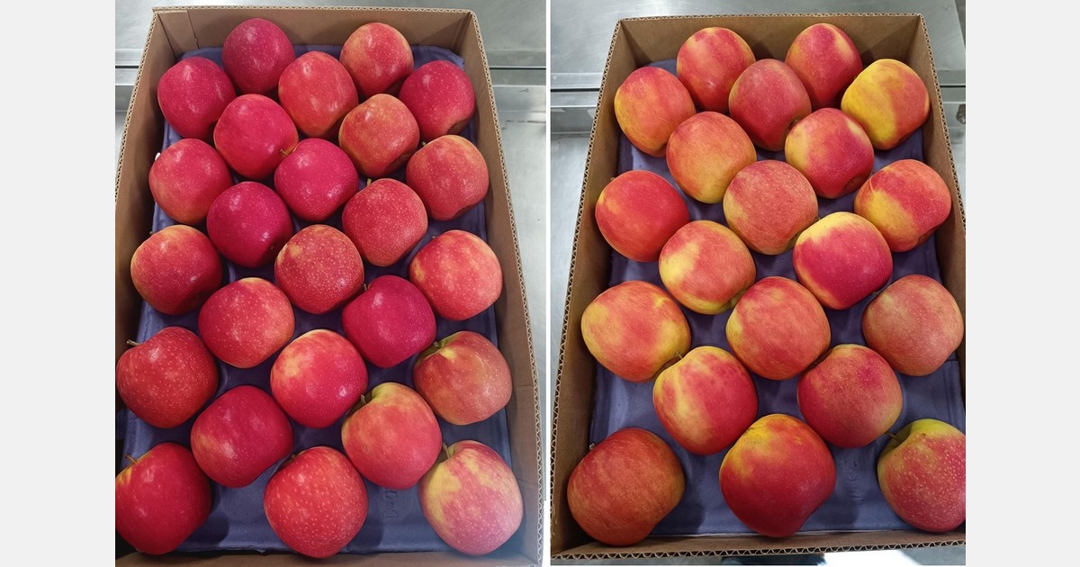 Chilean apples face a challenging season, pressure mounting in Europe and opportunities in emerging markets