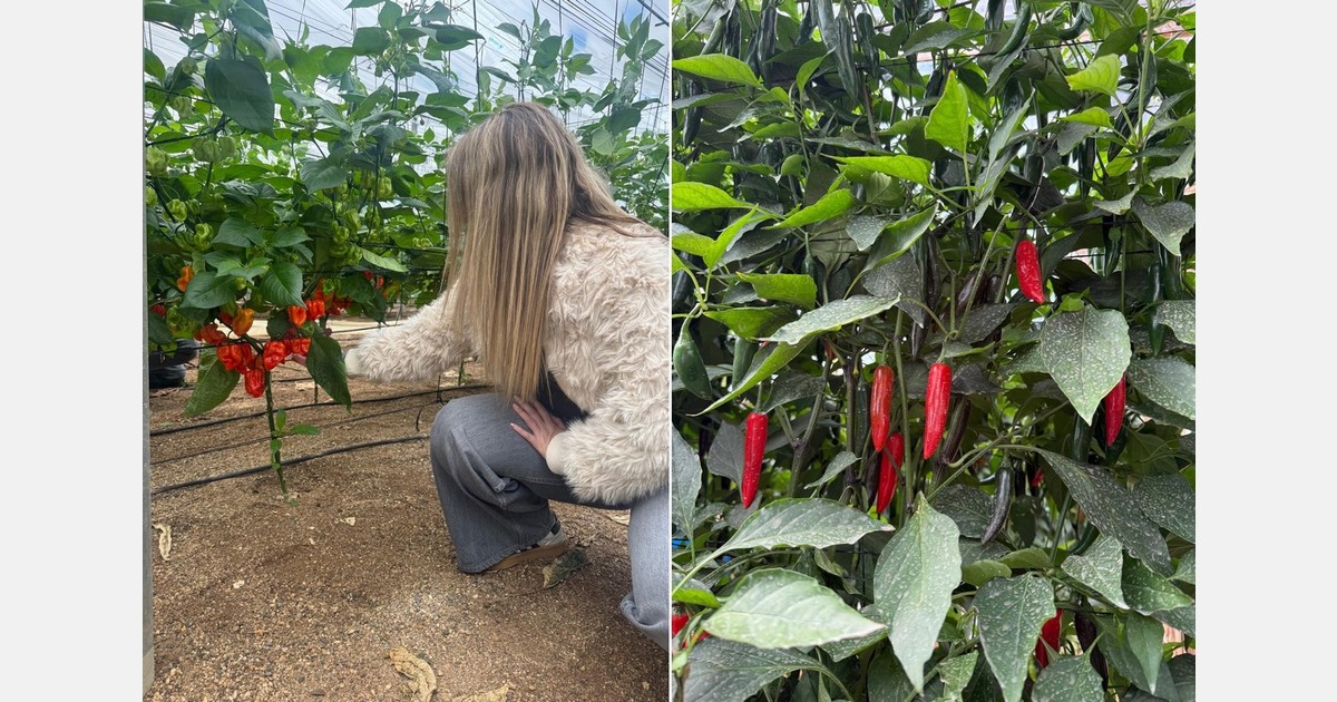 "Hot peppers have gone from being a niche product to a strategic category"