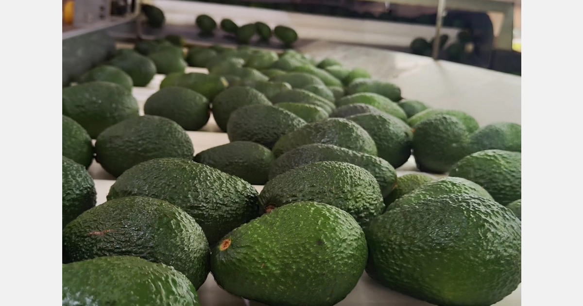 In 2025, Peruvian Hass avocado exports increased by 38%