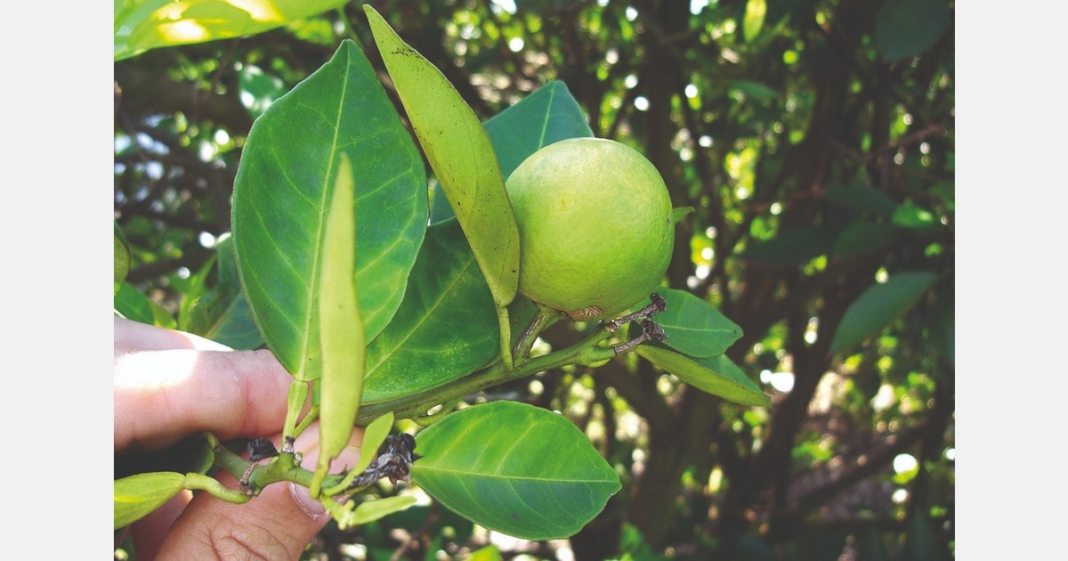 "Last season, 18% of the citrus was lost before harvest"