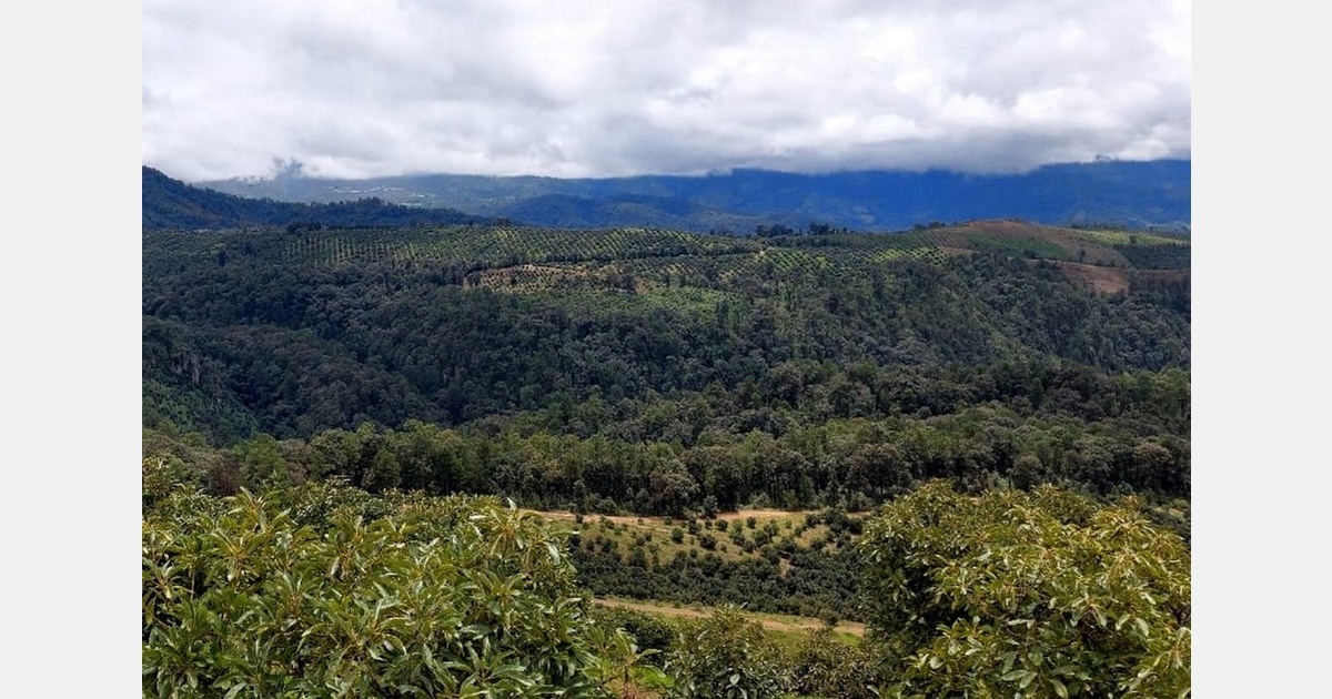"The rain and hail are affecting avocado crops"