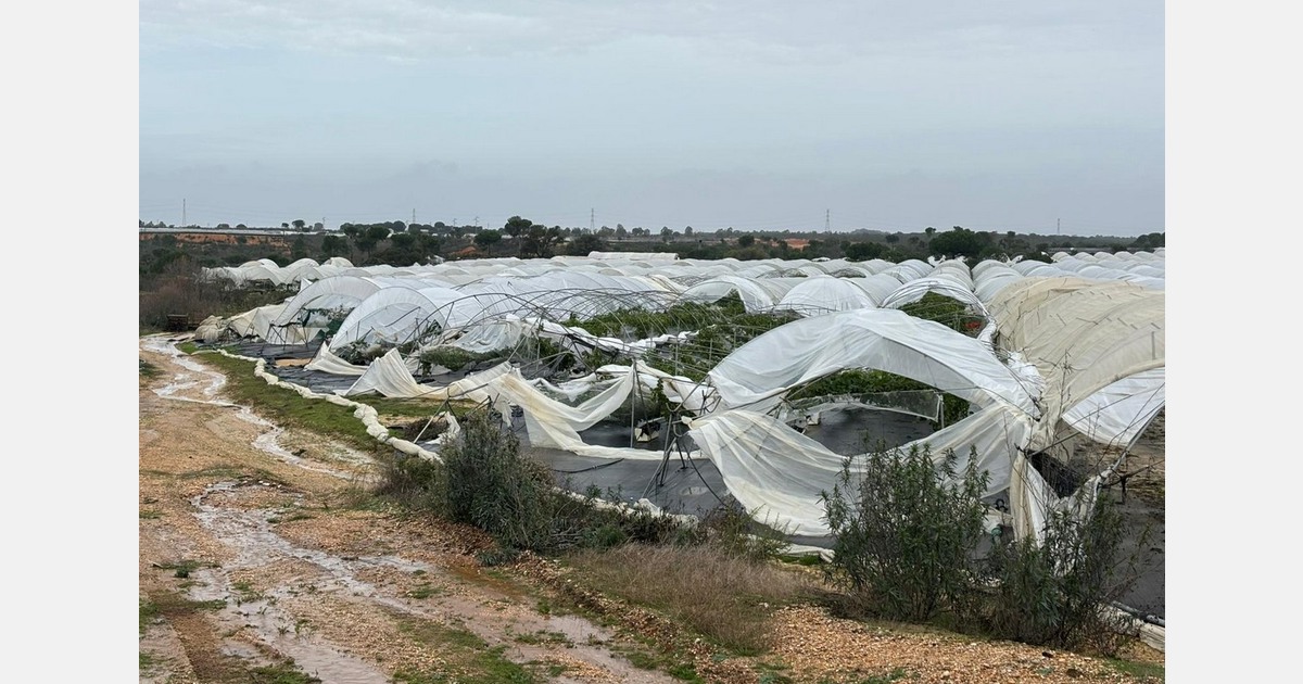Berry sector hit by storm Kristin in Spanish province of Huelva