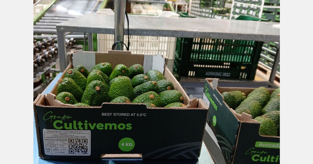 Peru's rising avocado supply could disrupt market balance