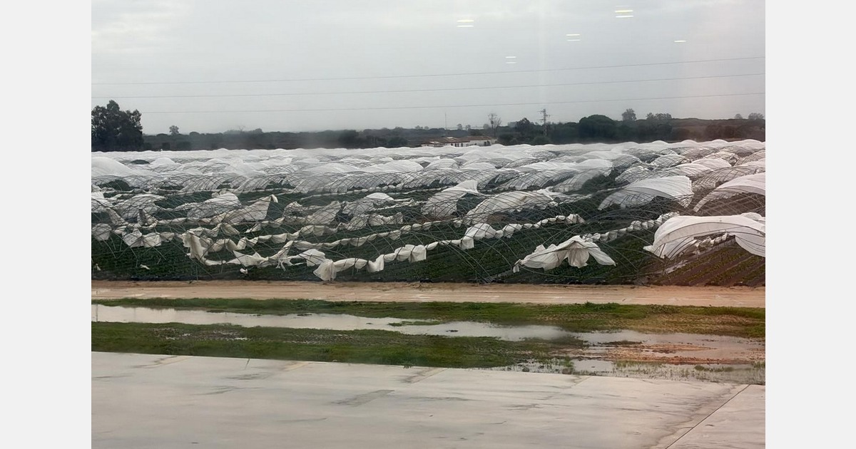 Storm Marta causes severe damage in Andalusia and further reduces berry, vegetable, avocado, and citrus fruit supply