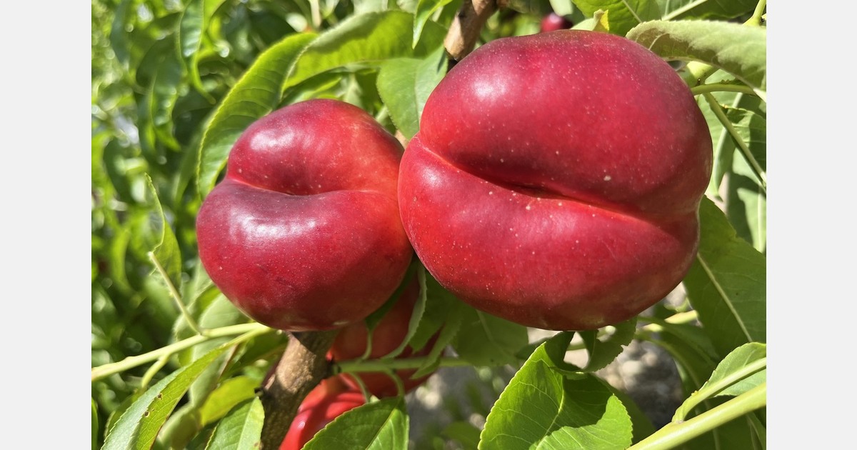 "High prices in 2025 are currently driving up the demand for stone fruit plants"