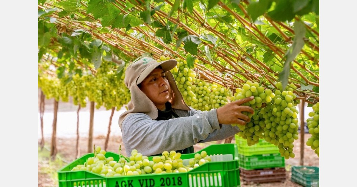 Provid lowers its projections for the Peruvian grape season