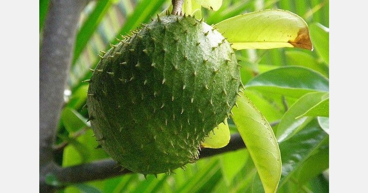 Mexico has a new soursop variety that produces large-sized fruit