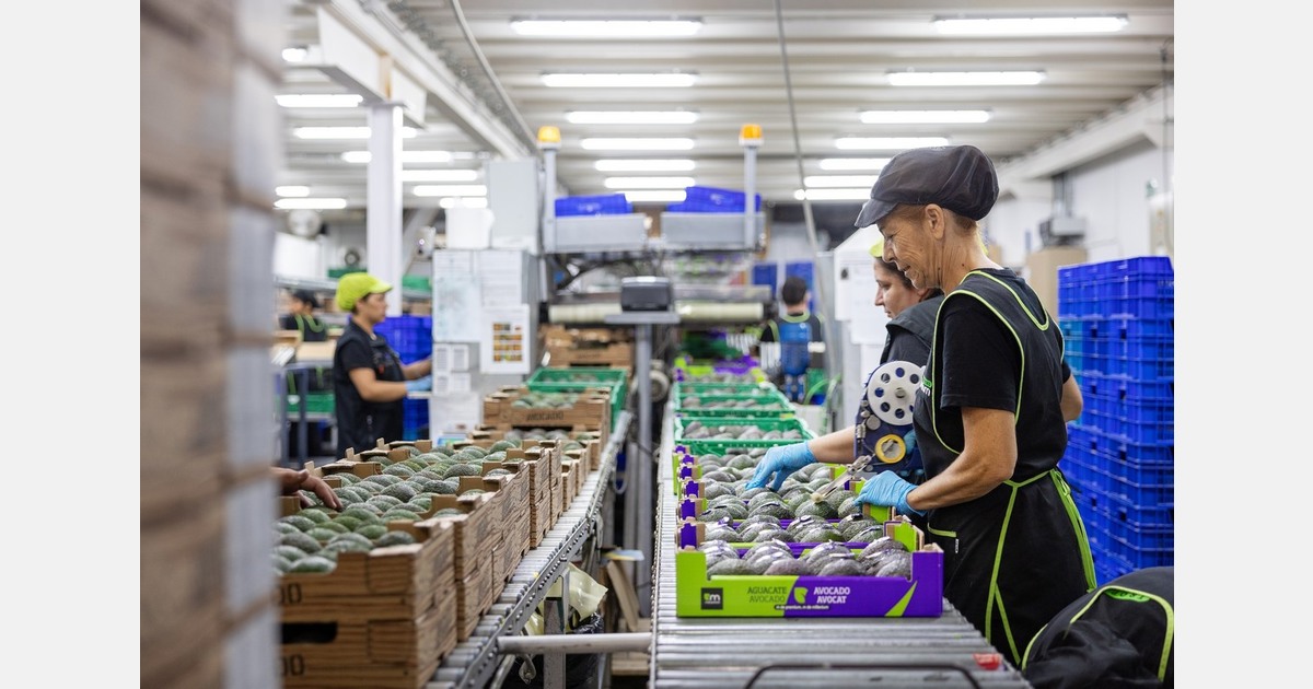 Increased global supply strains avocado market prices and schedules