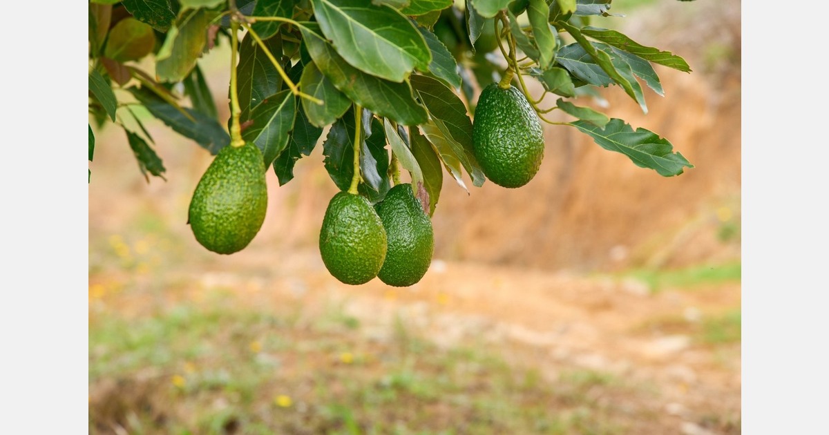 "Official statistics don't capture the full potential of Colombia's avocado production"