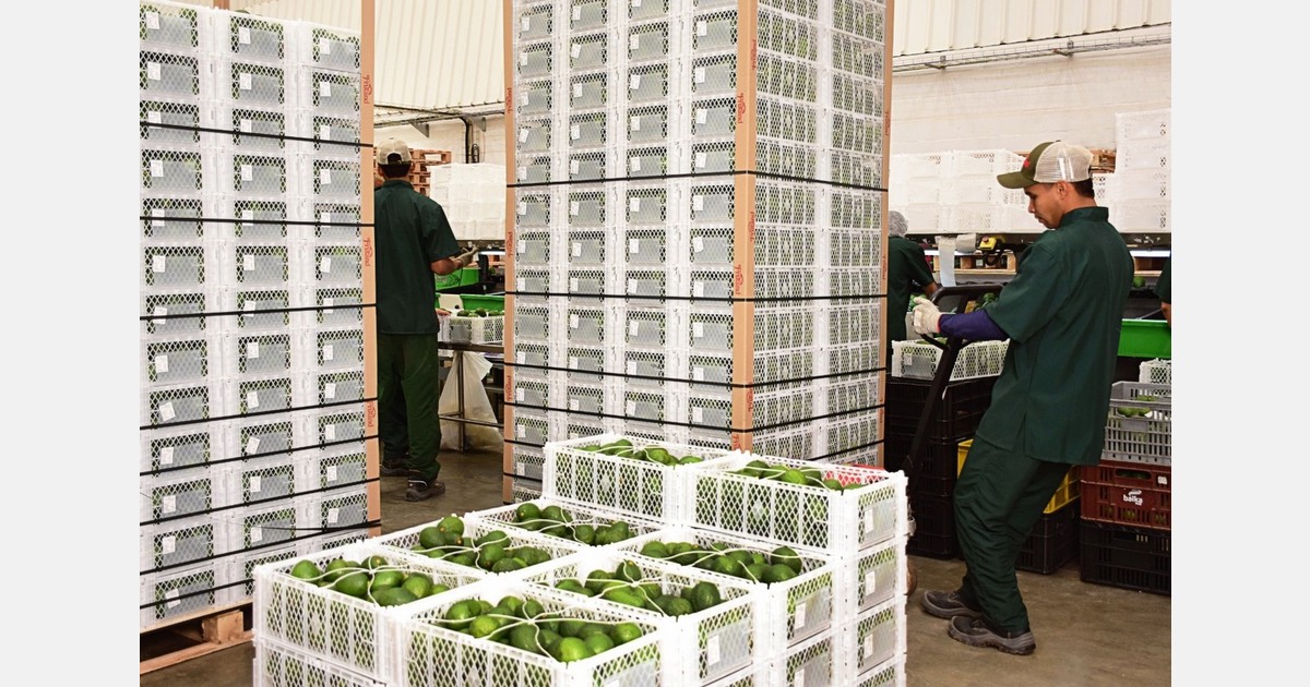 "The avocado market is more competitive than a year ago"