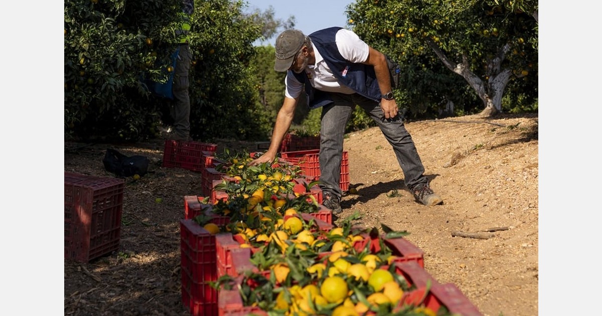 Report confirms XLO clementine's early, large, and productive nature