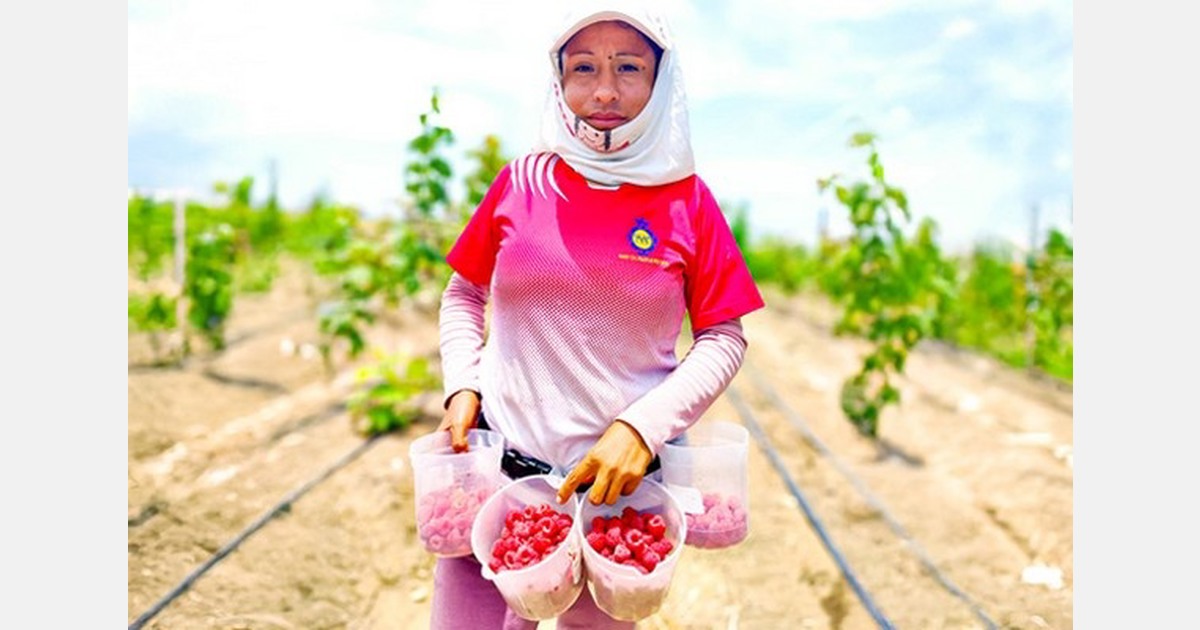 Raspberry: A strategic option to expand Peru's agro-export offerings
