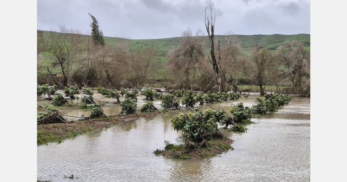 Spain's avocado supply remains limited due to difficulties with the harvest