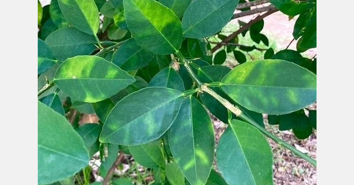 Authorities have confirmed the presence of Citrus Yellow Vein Clearing Virus in the Valencia region