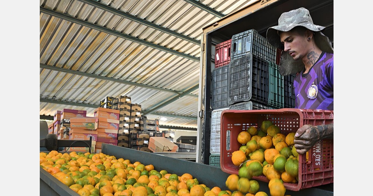 The Mercosur agreement does not specify any quota for citrus fruit