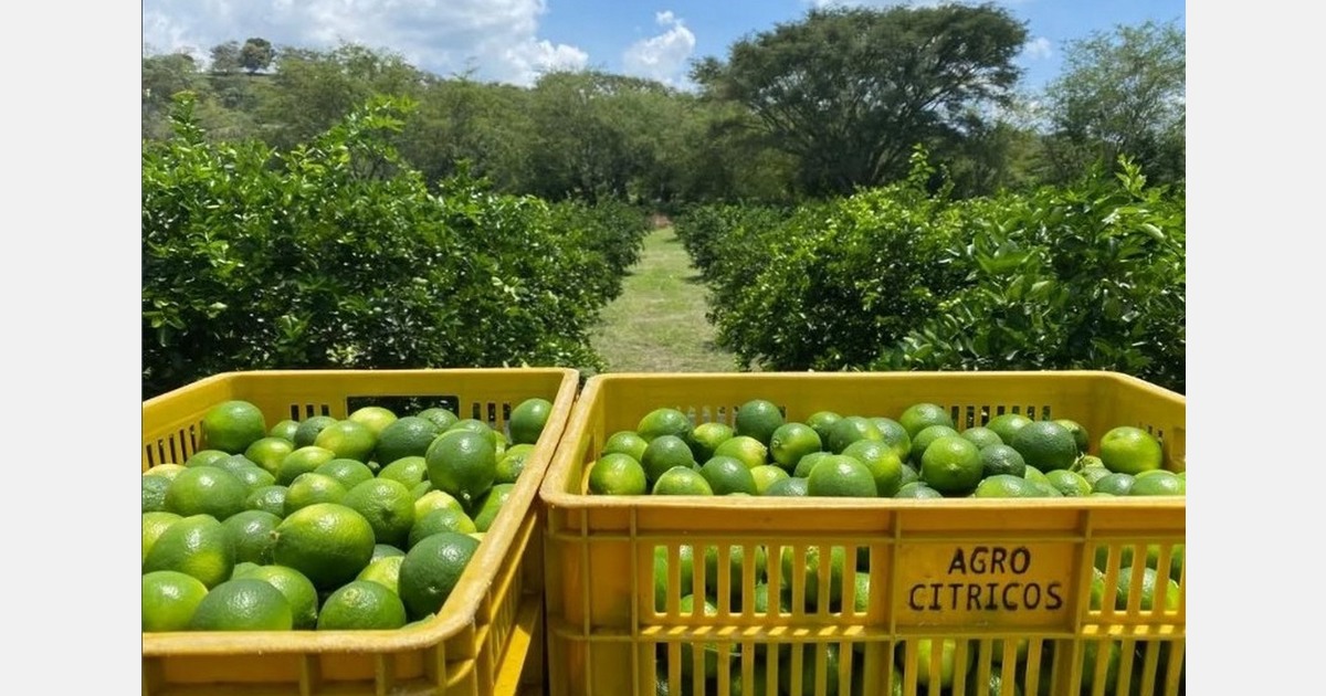 Colombia aims to increase its processed lime sales to Europe