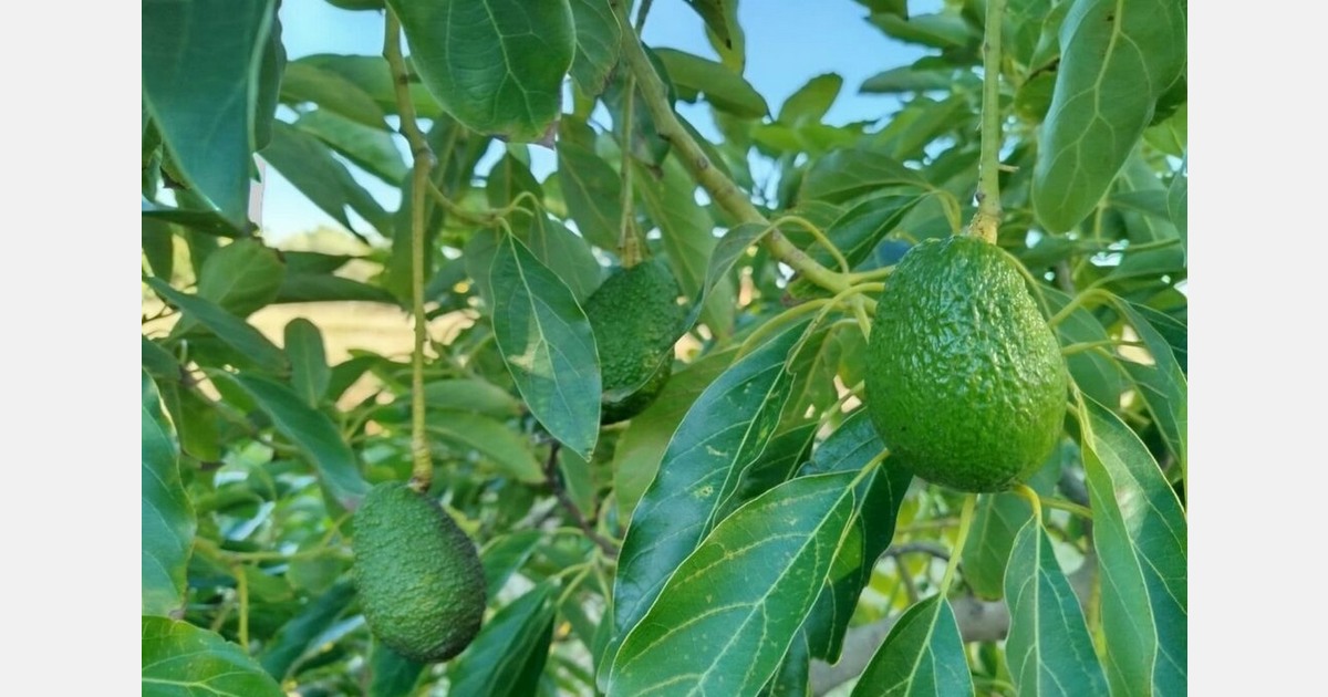 ASOPROA and AVA-ASAJA urge producers not to harvest Lamb Hass avocados prematurely