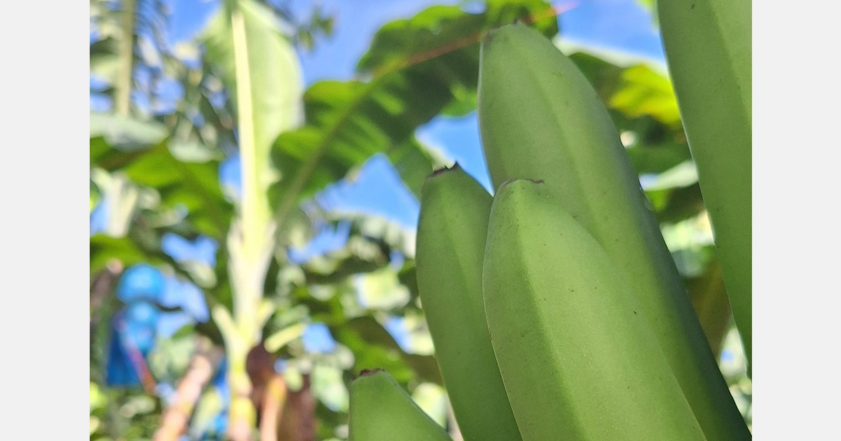 Global banana industry meets in Mexico to update strategies to address its challenges