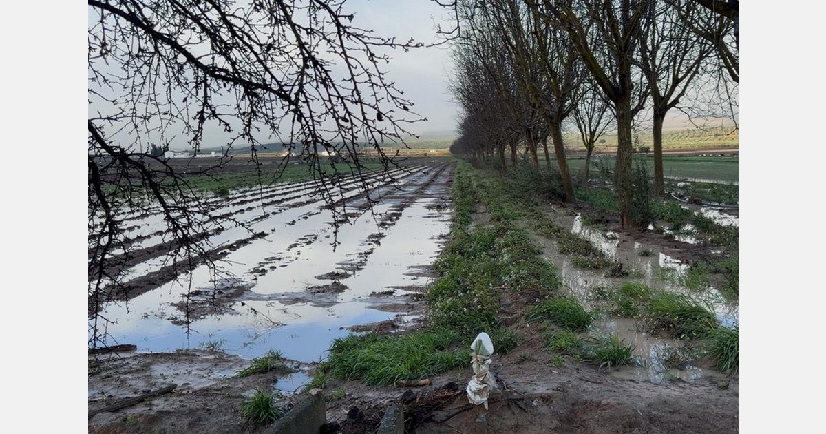Spain lost nearly 3 million kilos of asparagus to rain