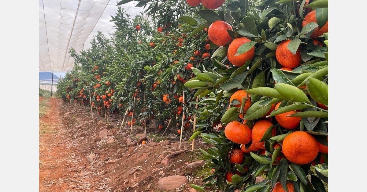 "Potential impact of rainfall on Andalusian citrus and its effect on the market currently under review"
