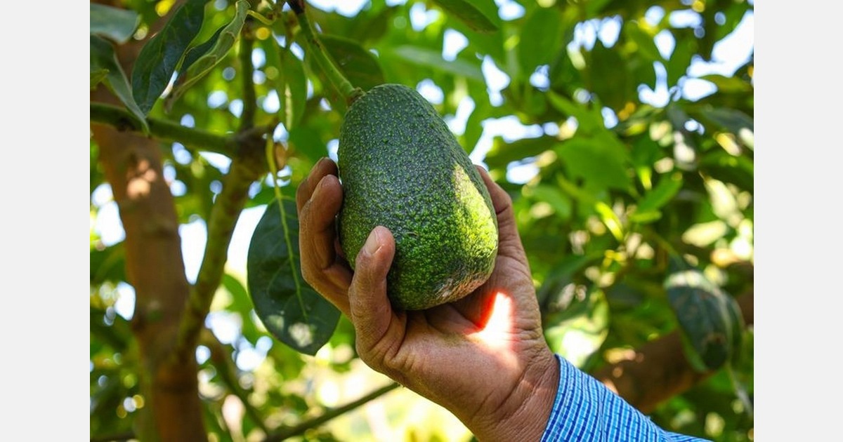 Mexican Hass avocado seeks new markets for smaller producers