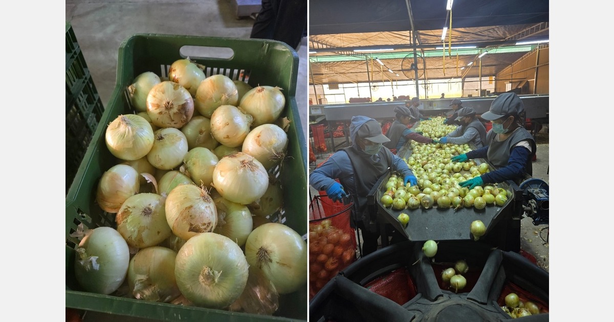 Peruvian onion volumes stable, despite a year of low market prices