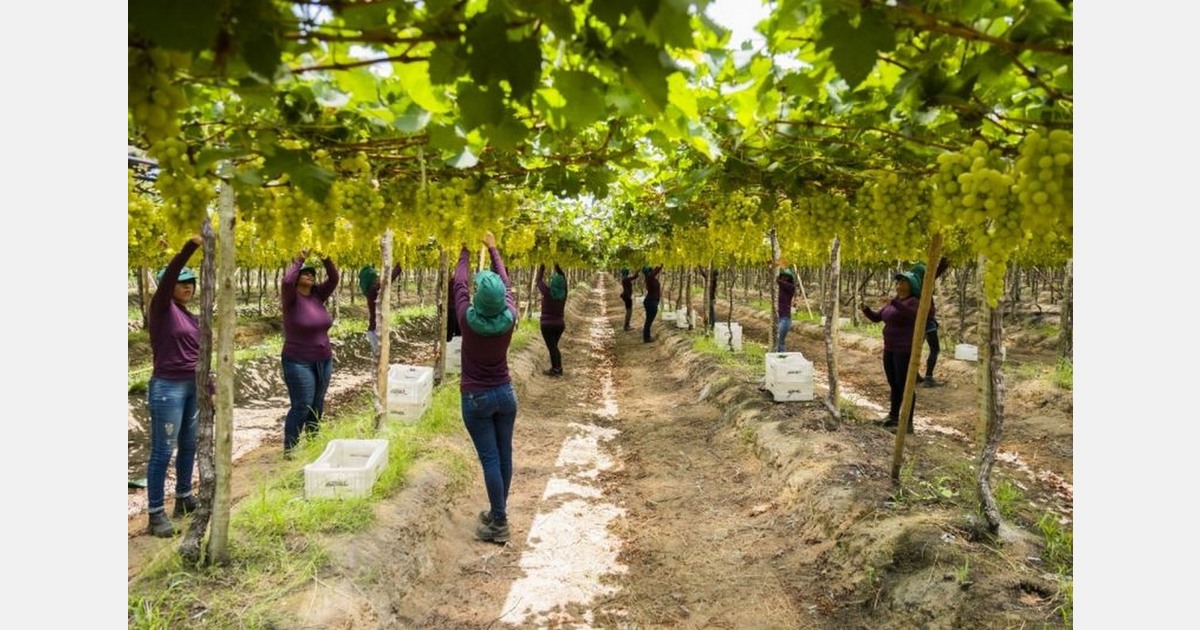 Brazil adjusts its grape export strategy after its toughest season