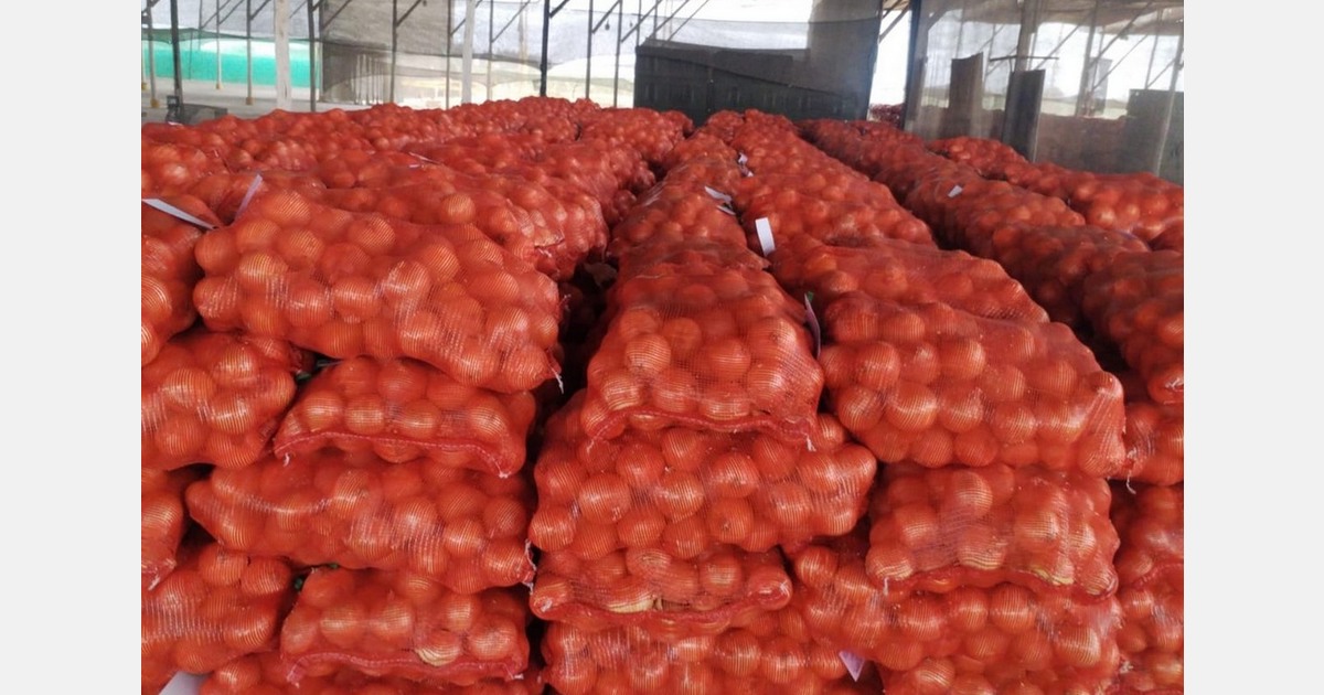 Peru's onion season ends with good yields but low prices, affected by high U.S. production