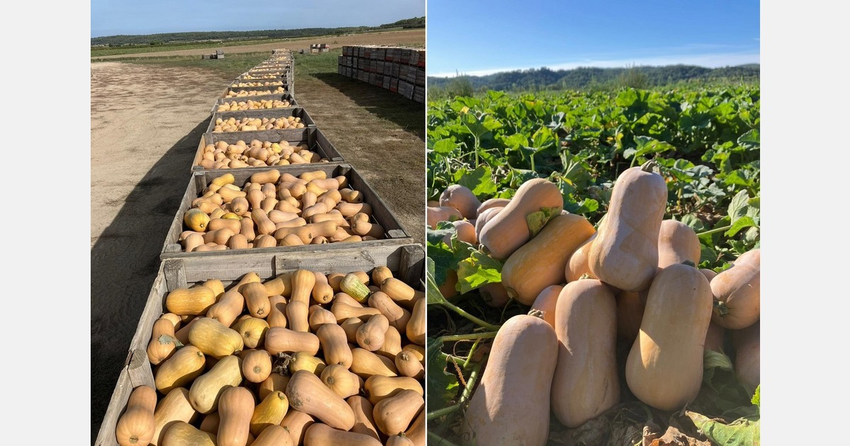 "Spanish and Portuguese Butternut squash exporters are increasingly extending the season"