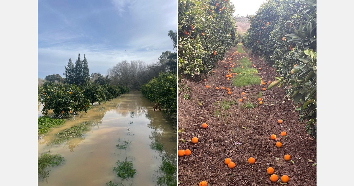"Many buyers are waiting for citrus fields to dry out so that the harvest can be resumed"