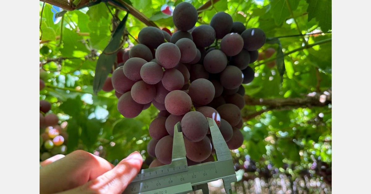 "There are fewer Red Globe grapes available in the market because many have shifted to seedless varieties"