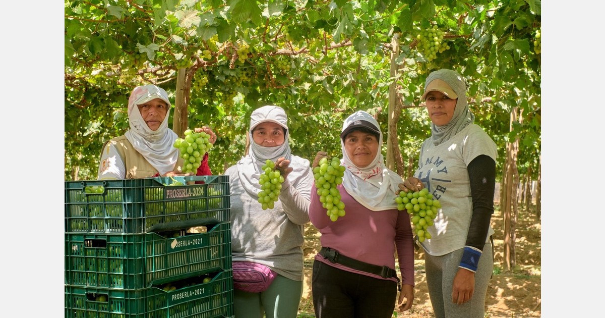 Higher prices in the U.S. market redefined the Peruvian grape season
