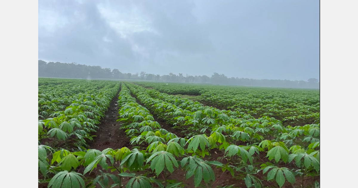 "Spain is a growing market for cassava and for all our products in general"