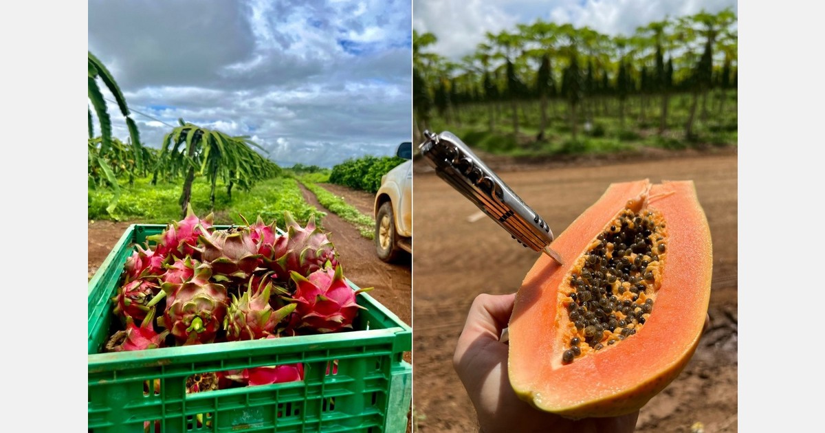 "From field to fork": Brazil's bid to supply papaya and pitahaya in Europe