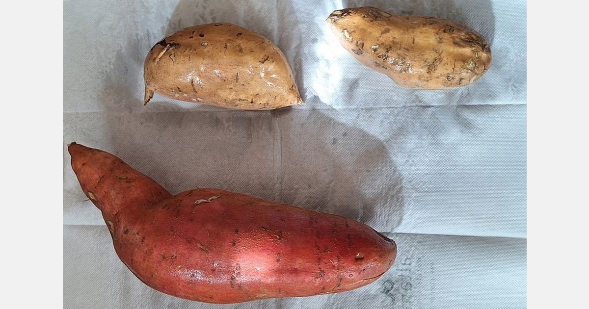 Bonicoop projects aims to make Valencian sweet potatoes more sustainable and resilient