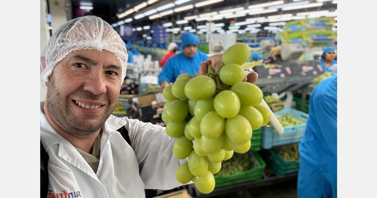 Перуанская виноградная кампания 2025/26: стабильность и новые рынки