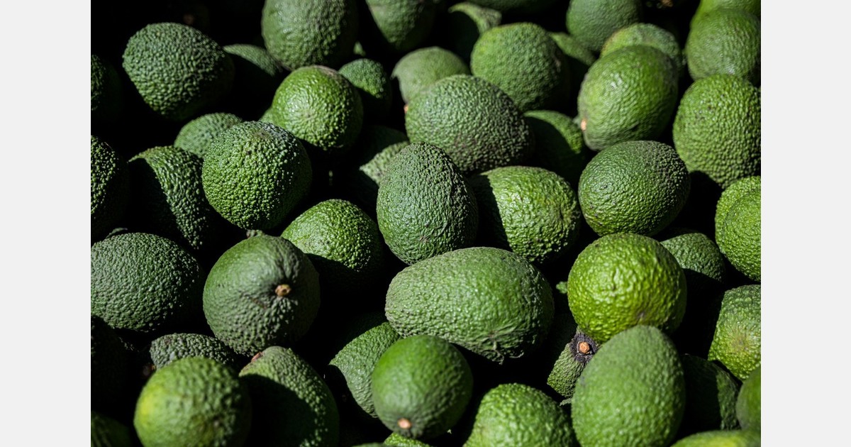 Peru enters the market with more avocados and needs to regulate exports to maintain stable prices